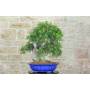 5 - Lentisco Bonsai (60)