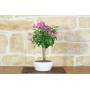 2 - Bonsaï de bougainvilliers dans un bol peu profond