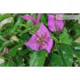 6 - Bonsaï de bougainvilliers dans un bol peu profond