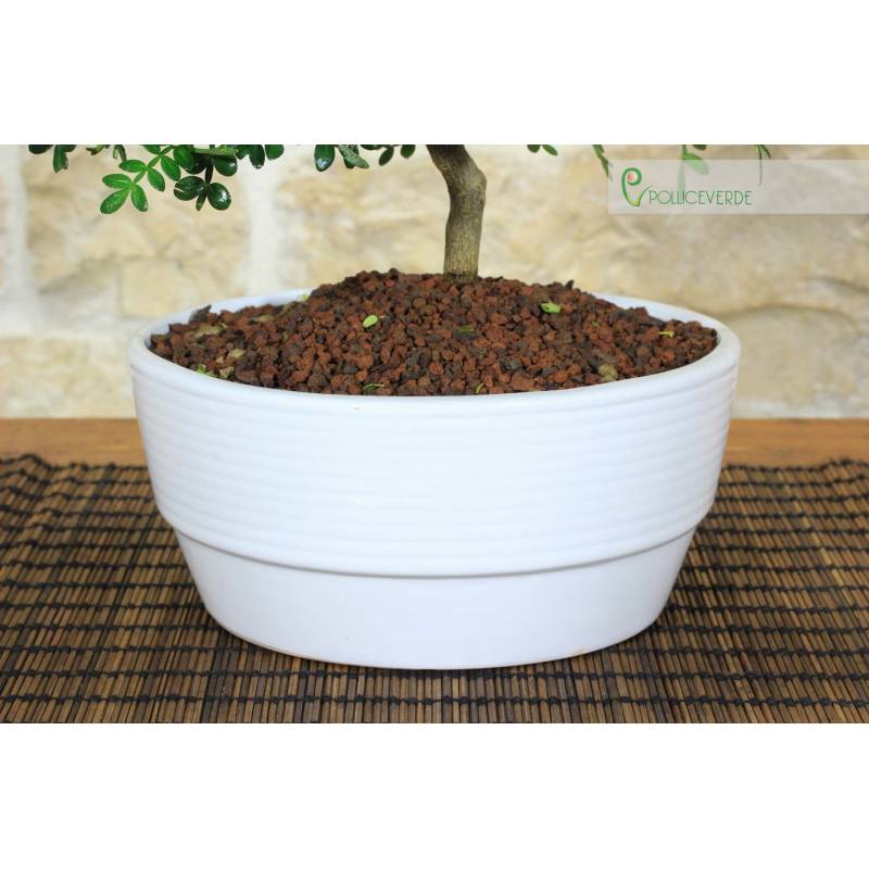 Paprika-Bonsai in einer flachen Schale | 25,00  | Pollice Verde