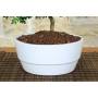 3 - Pepper bonsai in shallow bowl