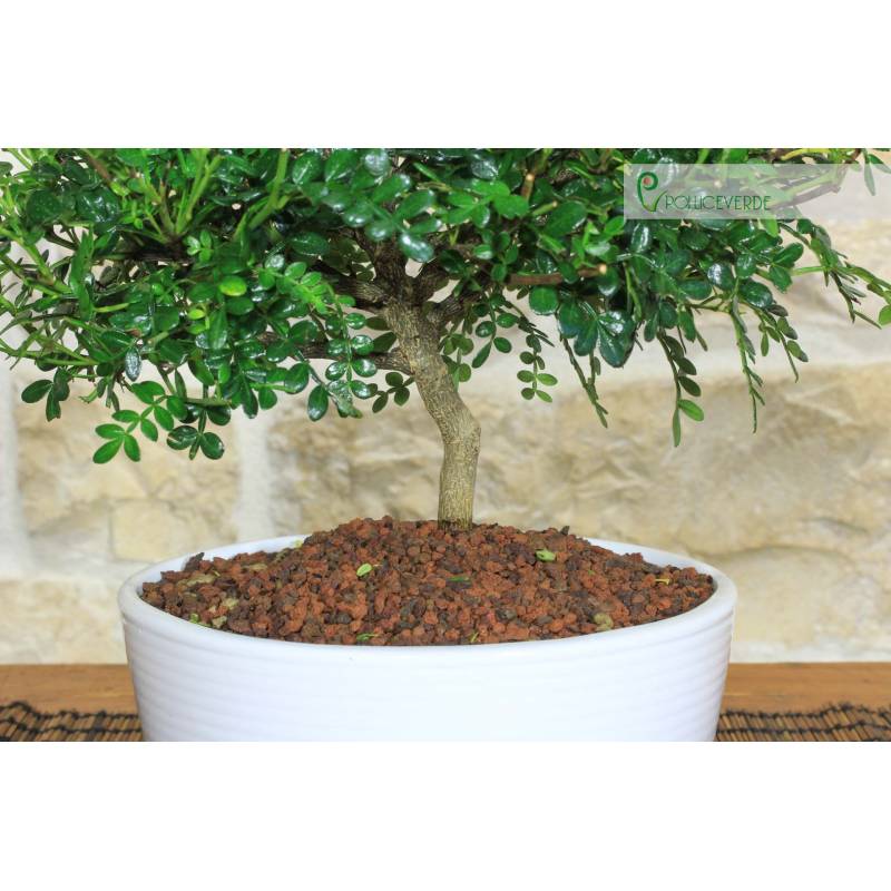 größter bambus Seedeo® Großer Dornenbambus (Bambusa arundinacea) 60 Samen