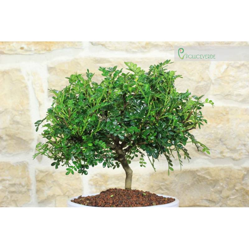 Paprika-Bonsai in einer flachen Schale | 25,00  | Pollice Verde