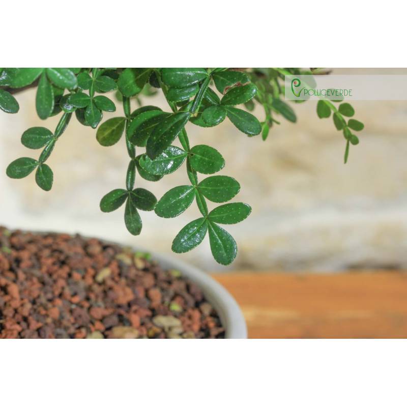 Paprika-Bonsai in einer flachen Schale | 25,00  | Pollice Verde