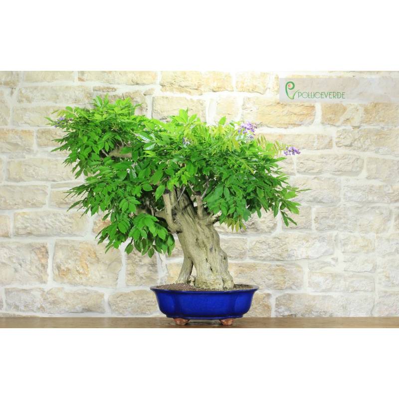 Bonsai di Glicine (31) | 1.800,00  | Pollice Verde