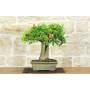 1 - Bonsai di Melograno (147)