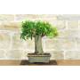 3 - Bonsai di Melograno (147)