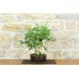 4 - Bonsai di Tamarindo (3)