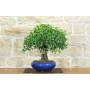 1 - Bonsai di Ciliegio da Fiore (10)