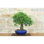 2 - Bonsai di Ciliegio da Fiore (10)