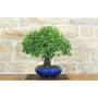 3 - Bonsai di Ciliegio da Fiore (10)