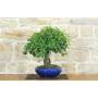 4 - Bonsai di Ciliegio da Fiore (10)