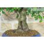 5 - Bonsai di Ciliegio da Fiore (10)