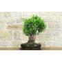 1 - Bonsai di Ficus Retusa (175)