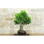 2 - Bonsai di Ficus Retusa (175)