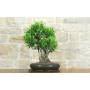 3 - Bonsai di Ficus Retusa (175)