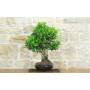 4 - Bonsai di Ficus Retusa (175)