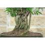 5 - Bonsai di Ficus Retusa (175)