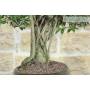 6 - Bonsai di Ficus Retusa (175)