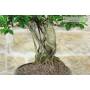 8 - Bonsai di Ficus Retusa (175)