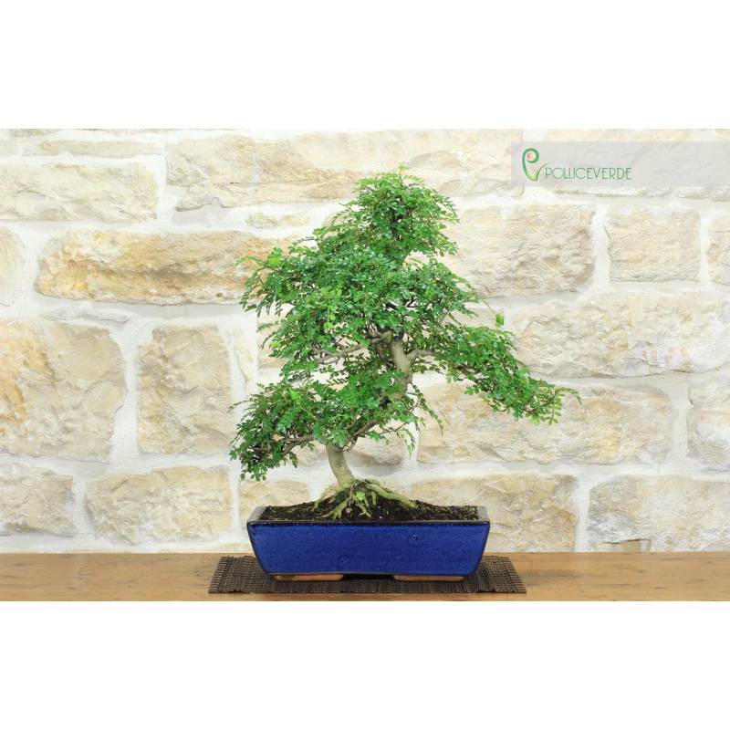 Pepper Bonsai (88) | 230.00 | Pollice Verde