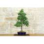 2 - Bonsai di Parrotia Persica (22)
