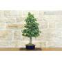 3 - Bonsai of Parrotia Persica (22)