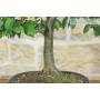 6 - Bonsai of Parrotia Persica (22)