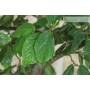 7 - Bonsai of Parrotia Persica (22)