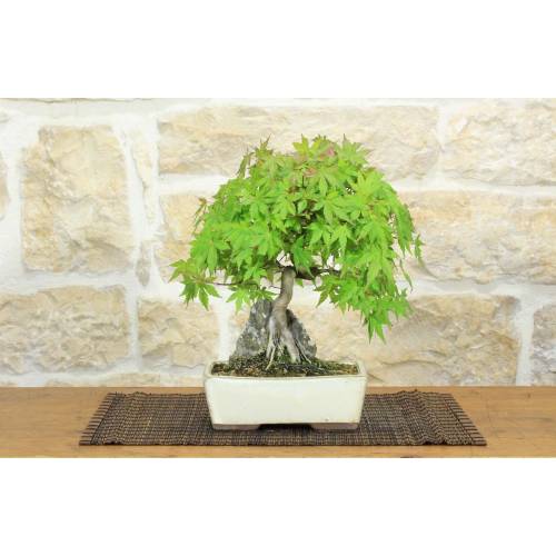 1 - Bonsaï érable palmé Deshojo (76)