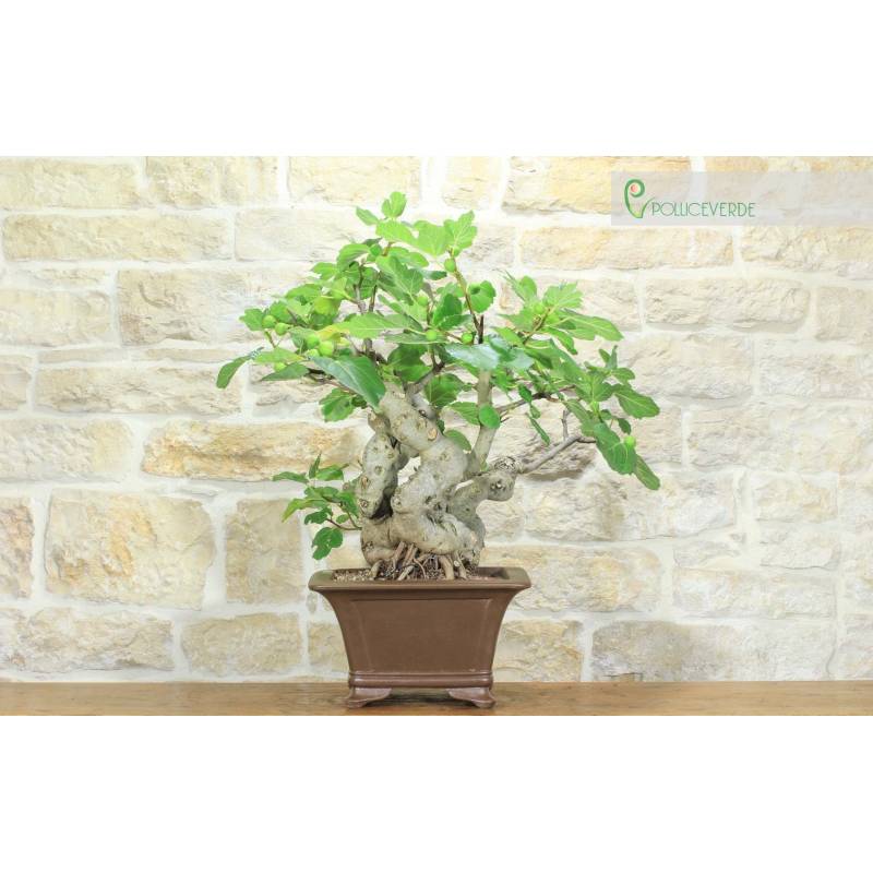 Feigen-Bonsai (82) | 1.200,00  | Pollice Verde