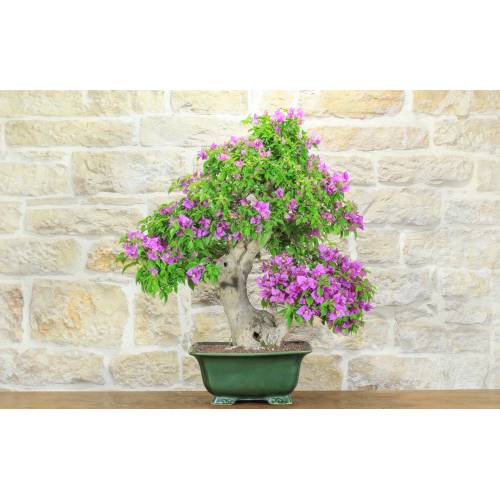 1 - Bougainvillée Spectabilis bonsai (126)