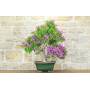 1 - Bonsai di Bougainvillea Spectabilis (126)