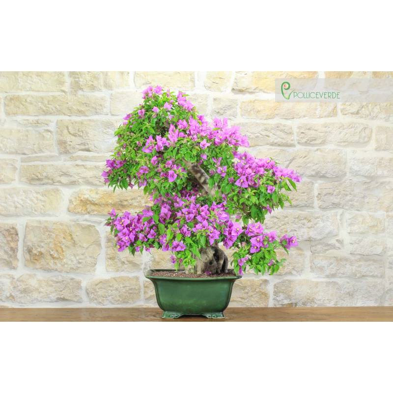 ulme bonsai schneiden Ulmus main image 0
