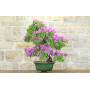 2 - Bougainvillea Spectabilis Bonsai (126)