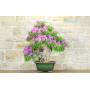 3 - Bougainvillée Spectabilis bonsai (126)