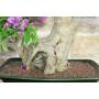7 - Bonsai di Bougainvillea Spectabilis (126)