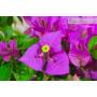 8 - Bougainvillée Spectabilis bonsai (126)