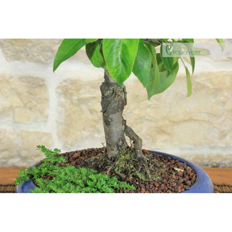 bogenhanf sauerstoff AIRY System L mit Sansevieria Laurentii (Bogenhanf)