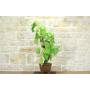 2 - Bonsai di Vite (111)