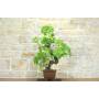 3 - Bonsai di Vite (111)