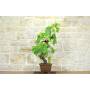 4 - Bonsai di Vite (111)