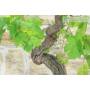 6 - Bonsai di Vite (111)
