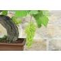7 - Bonsai di Vite (111)