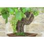 8 - Bonsai di Vite (111)