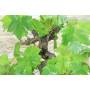 9 - Bonsai di Vite (111)