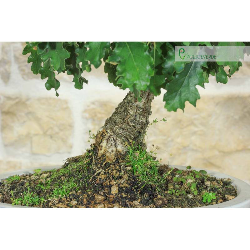 bonsai group Norfolk Island Pine Bonsai Tree Seven Tree Forest Group main image 0