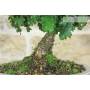 5 - Bonsai di Quercia Roverella (52)