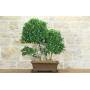 1 - Ficus Retusa Bonsai (176)