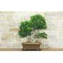 3 - Bonsai di Ficus Retusa (176)